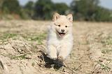 CHIEN FINNOIS DE LAPONIE 315